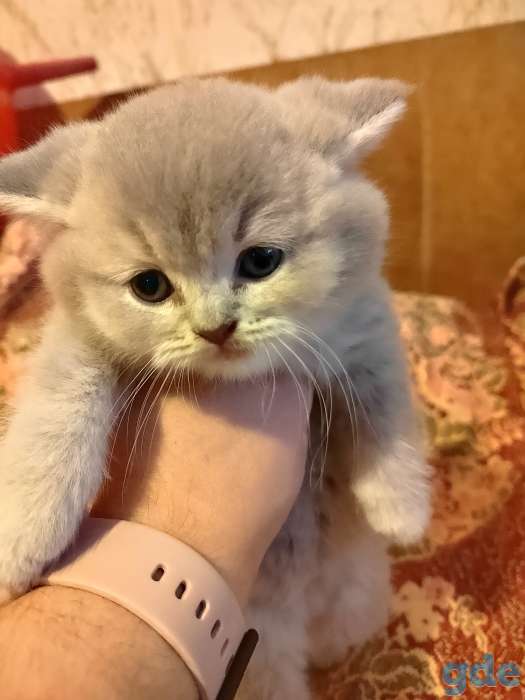 Шотландские котики, фотография 5