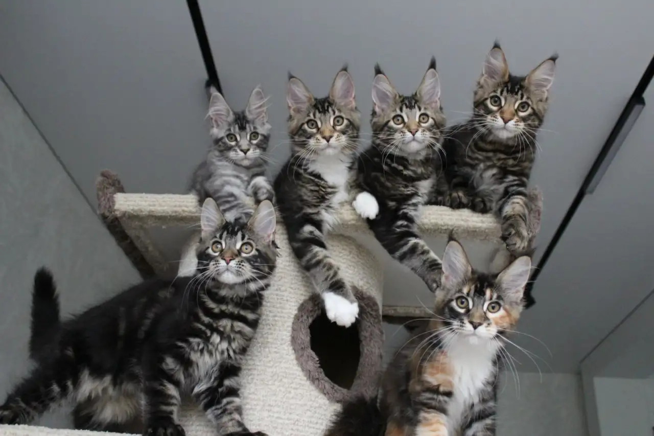 Котята мейн кун!, фотография 5