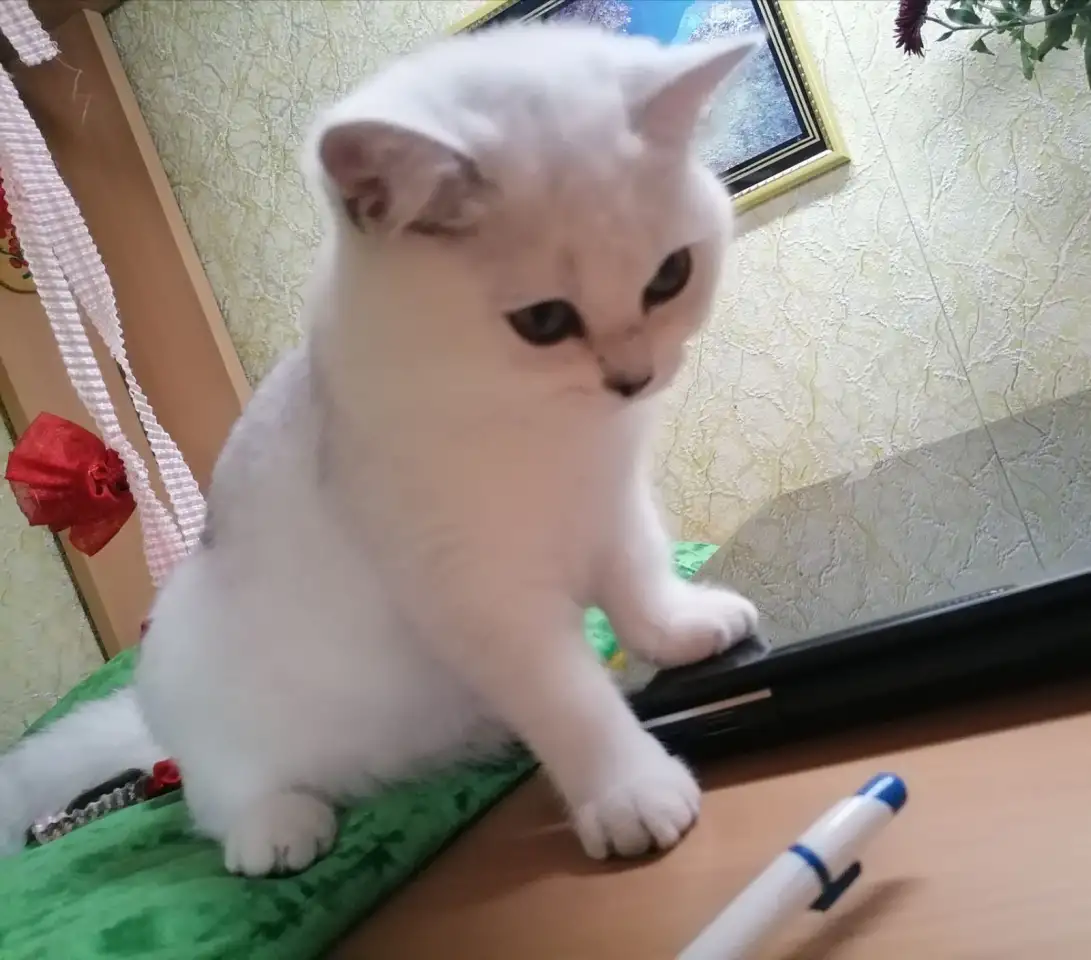 Британские серебристые котята, фотография 5