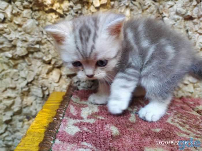 Котята шотландские вислоухие, фотография 1