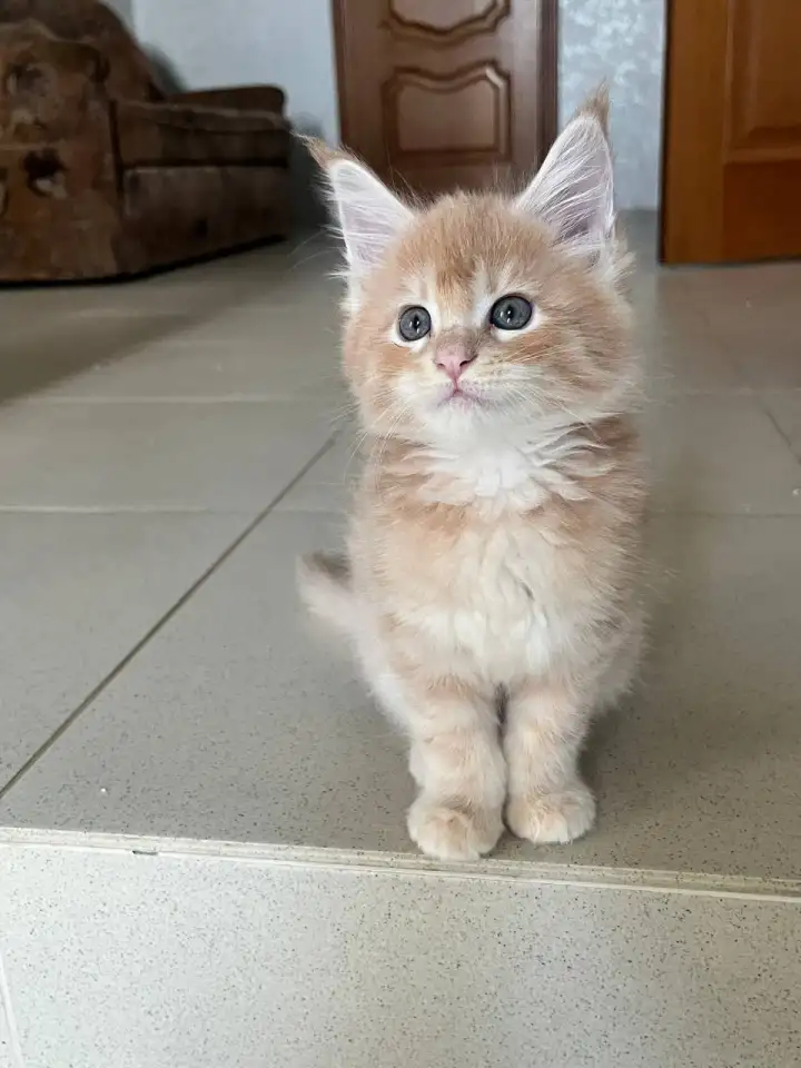 Котята, фотография 5