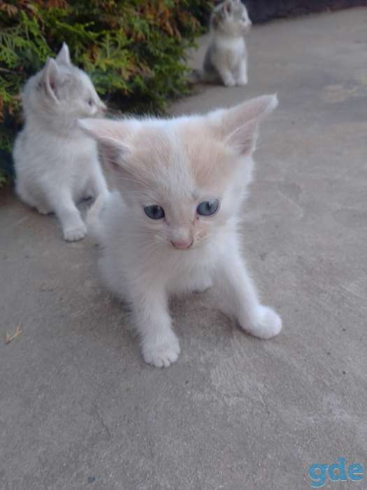 КОТЯТА, фотография 5