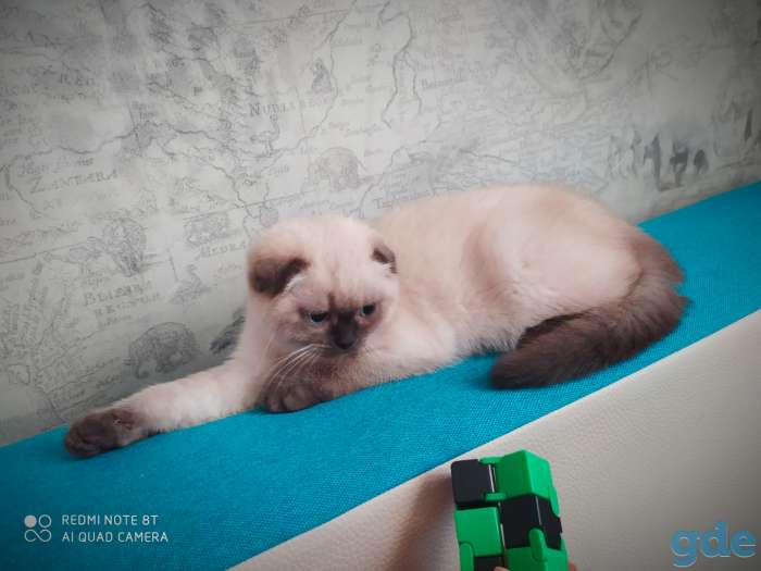 Шотландские котята, фотография 6