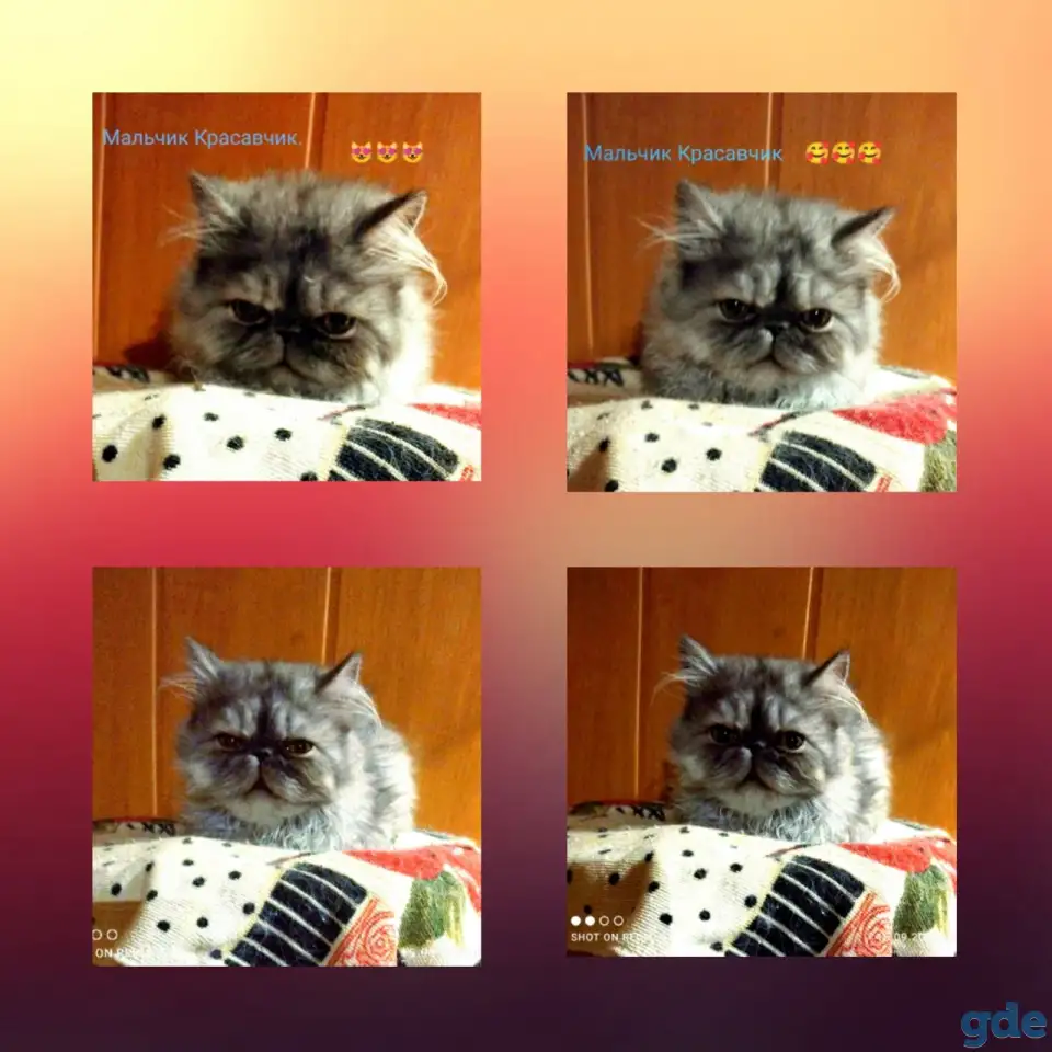 Персидские котята экстремального типа чистокровные.Персы.Котята., фотография 6