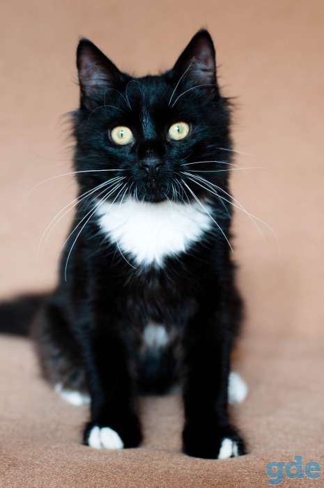 Котик в дар, фотография 4
