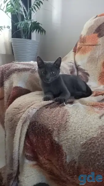 Милый котенок, фотография 2
