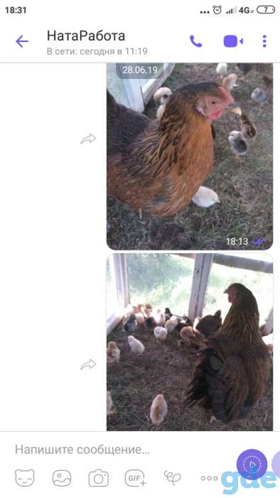 Продаю домашних цыплят, фотография 1
