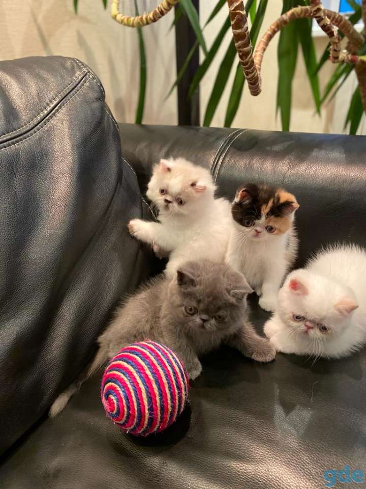 Очень красивые котята!!!, фотография 1