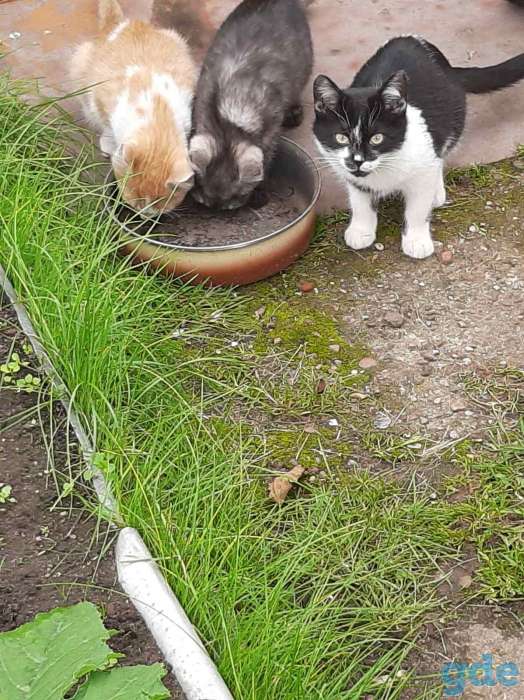 Котята в добрые руки, фотография 4