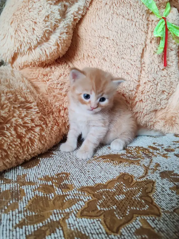 Британские котята, фотография 6