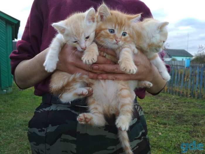 Рыжие котята, фотография 1
