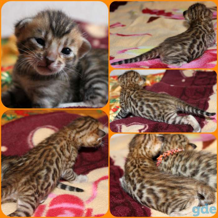 Бенгальские котята, фотография 7