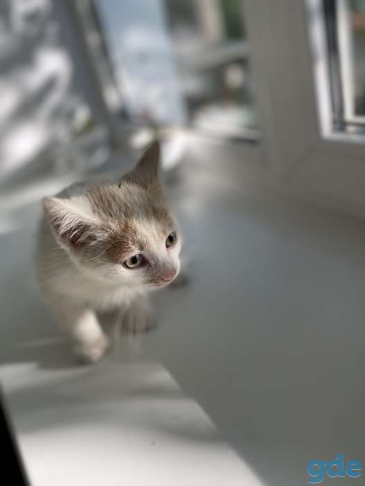 Котята в дар, фотография 7