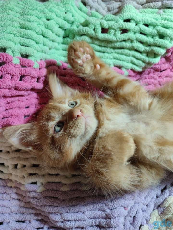 Котята Мейн-кун, фотография 7