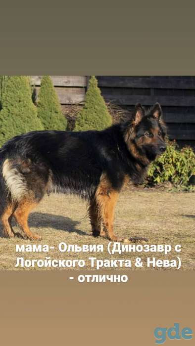 Щенки немецкой овчарки, длинношёрстные, с родословной, фотография 10