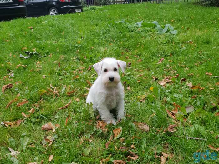 Зефирка - девочка цвергшнауцер белого окраса, фотография 3