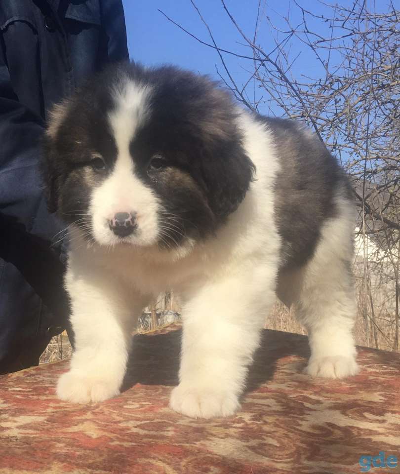 Продам Щенка кавказской овчарки, фотография 4