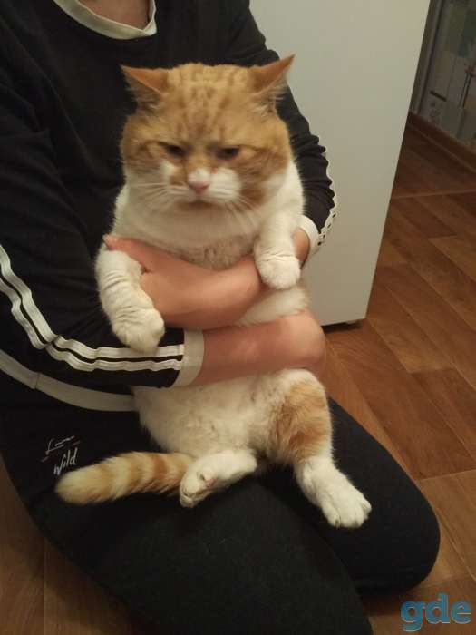 Кот ищет дом, фотография 2