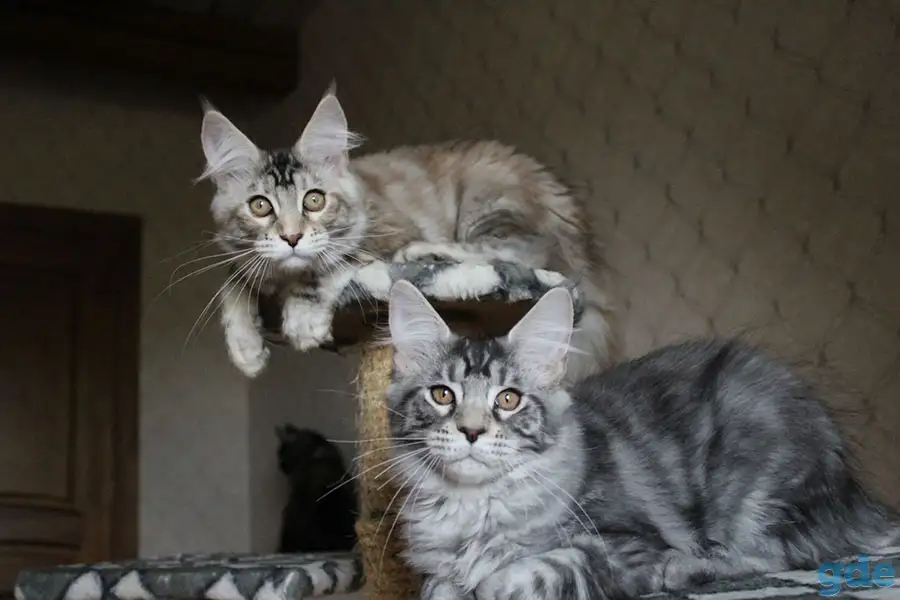 Котята мейн кун!, фотография 4