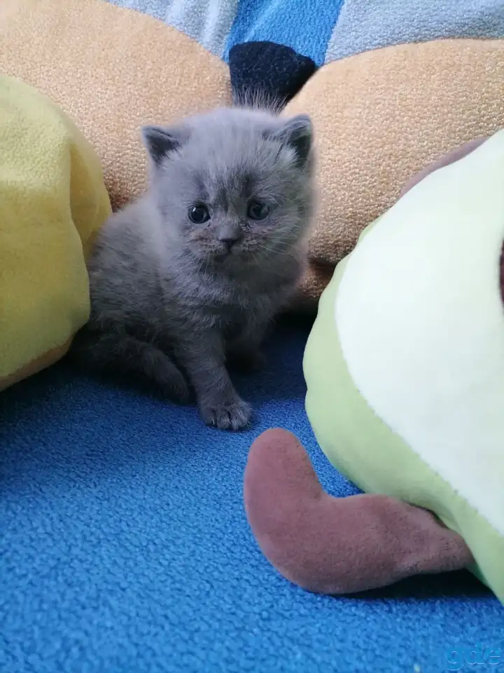 Котята, фотография 2