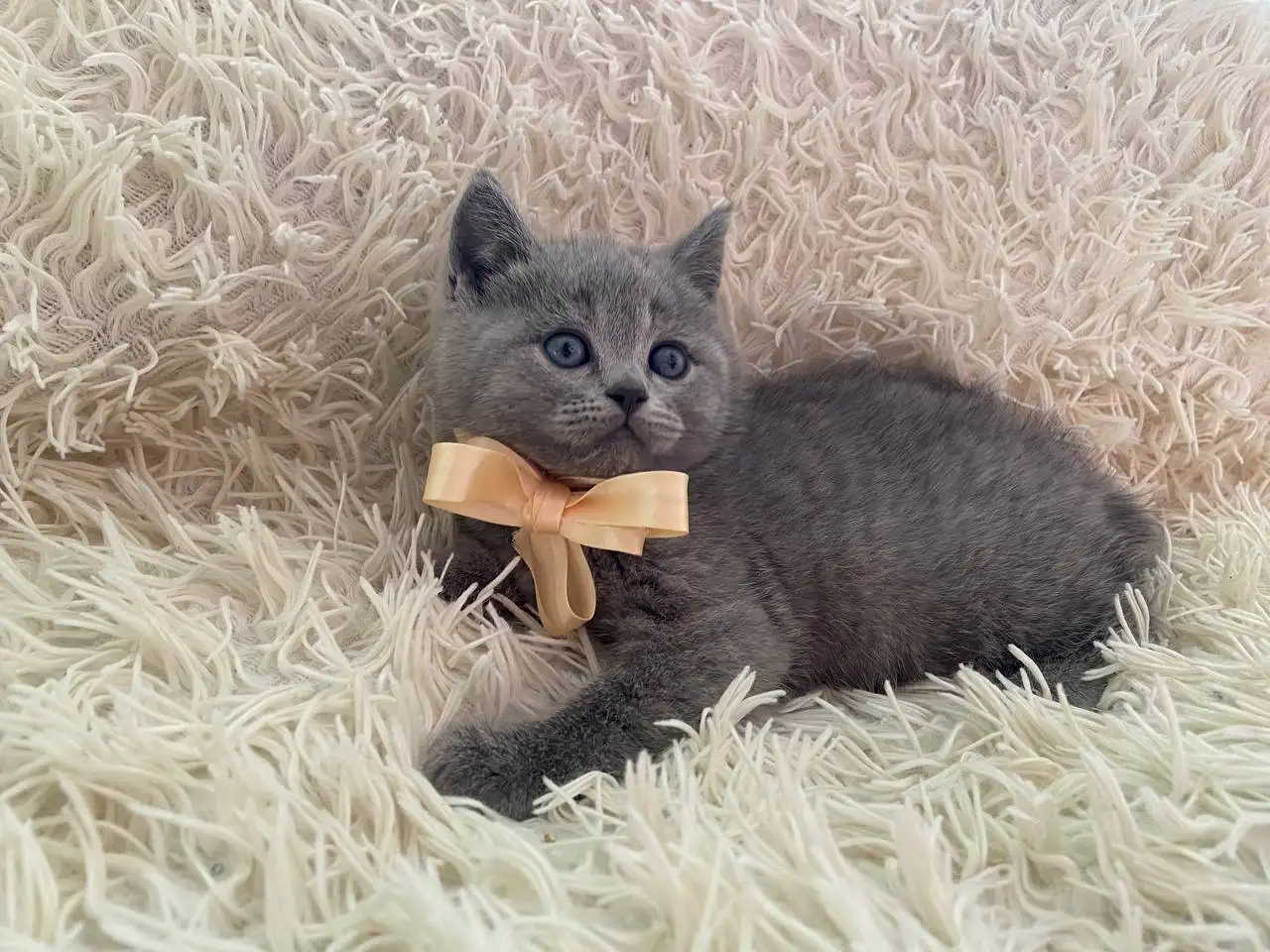 Британские котята, фотография 8