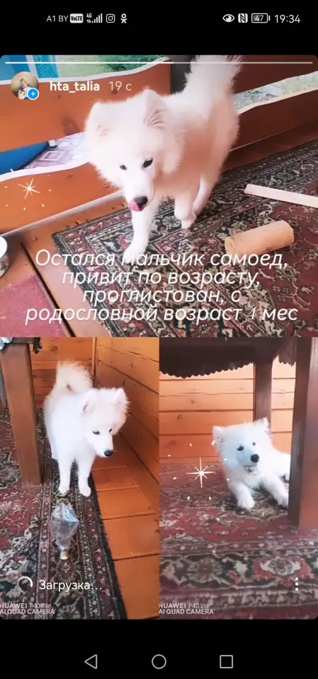 Собаки, фотография 1