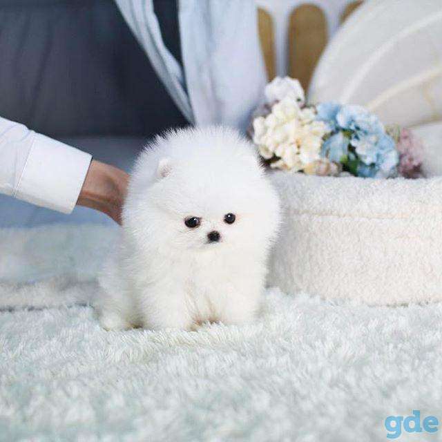 Красивые щенки померанского шпица для хорошей семьи, фотография 1