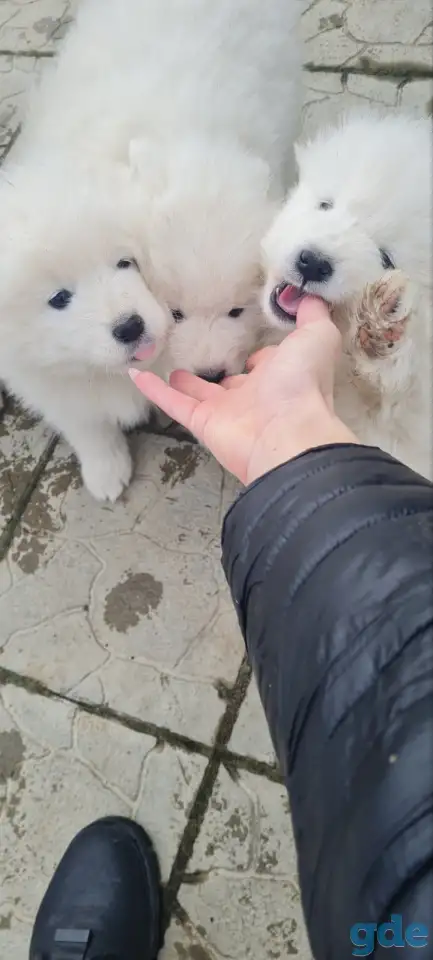 Продаются щенки самоеда, фотография 3