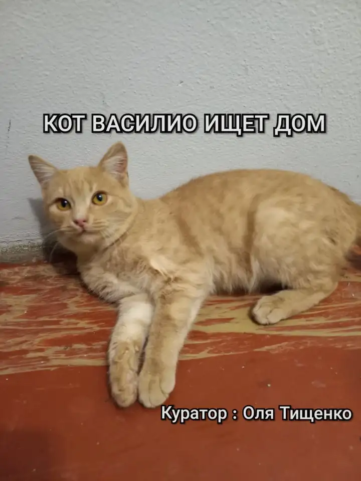 Кот ВАСИЛИО ищет дом, фотография 6