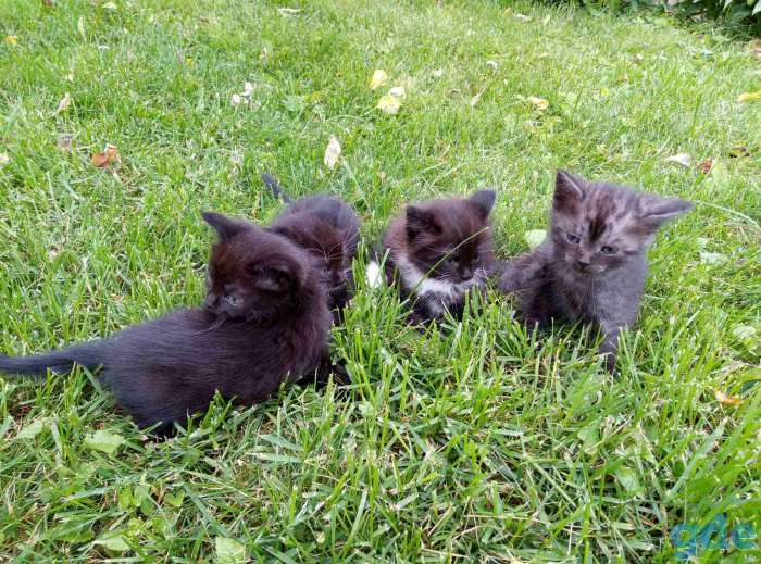 Отдам котят в хорошие руки, фотография 1
