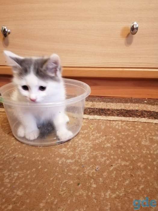 Милые котята солнышки ищут добрых и ответственных хозяев., фотография 1