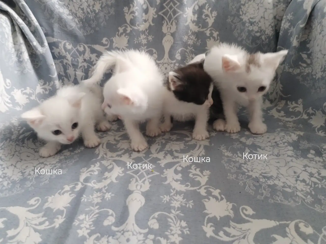 Красивые котята в дар, фотография 8
