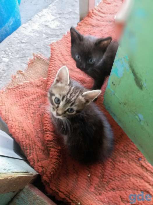 Котята в добрые руки!, фотография 3