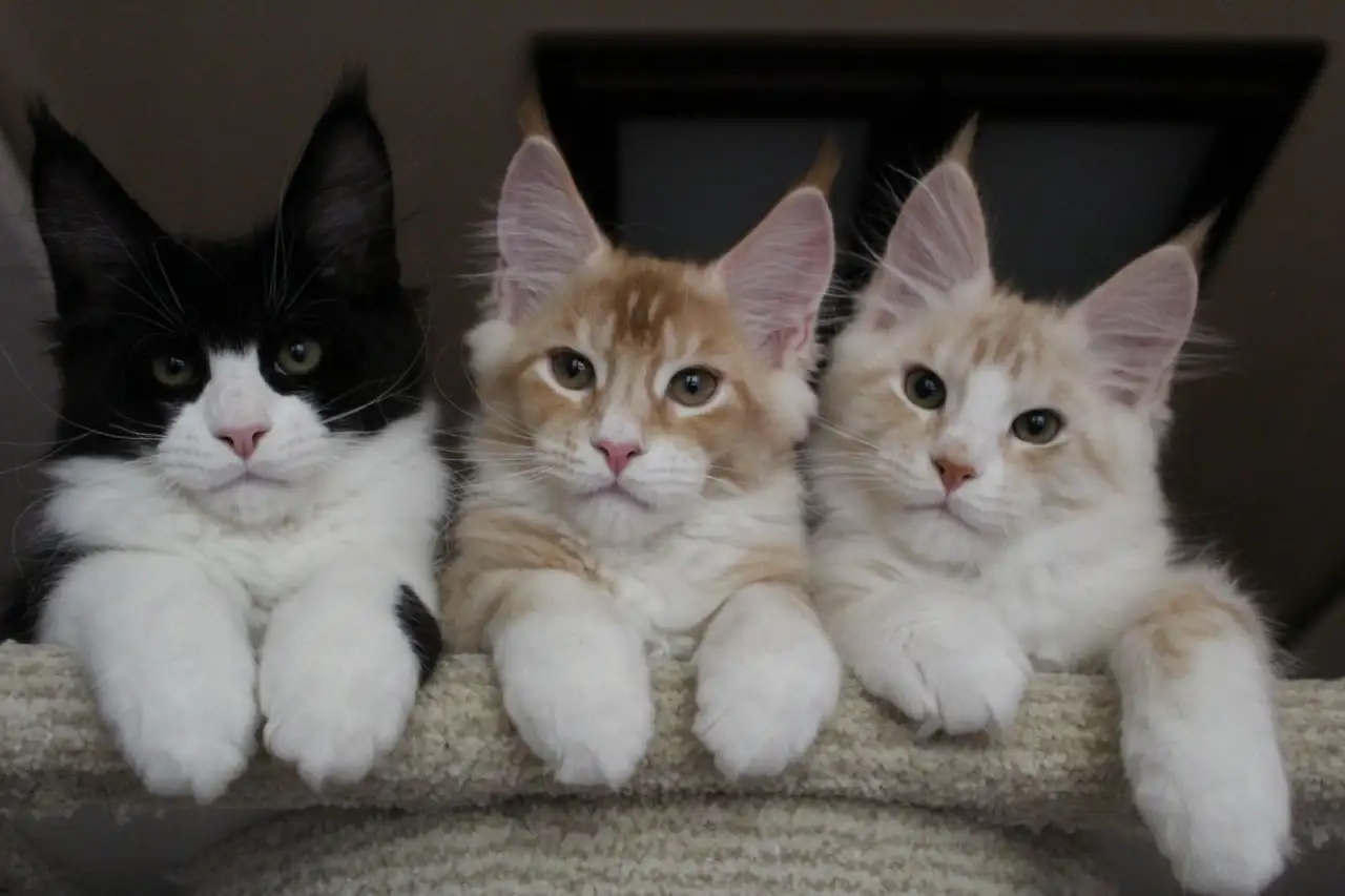 Котята мейн кун!, фотография 6