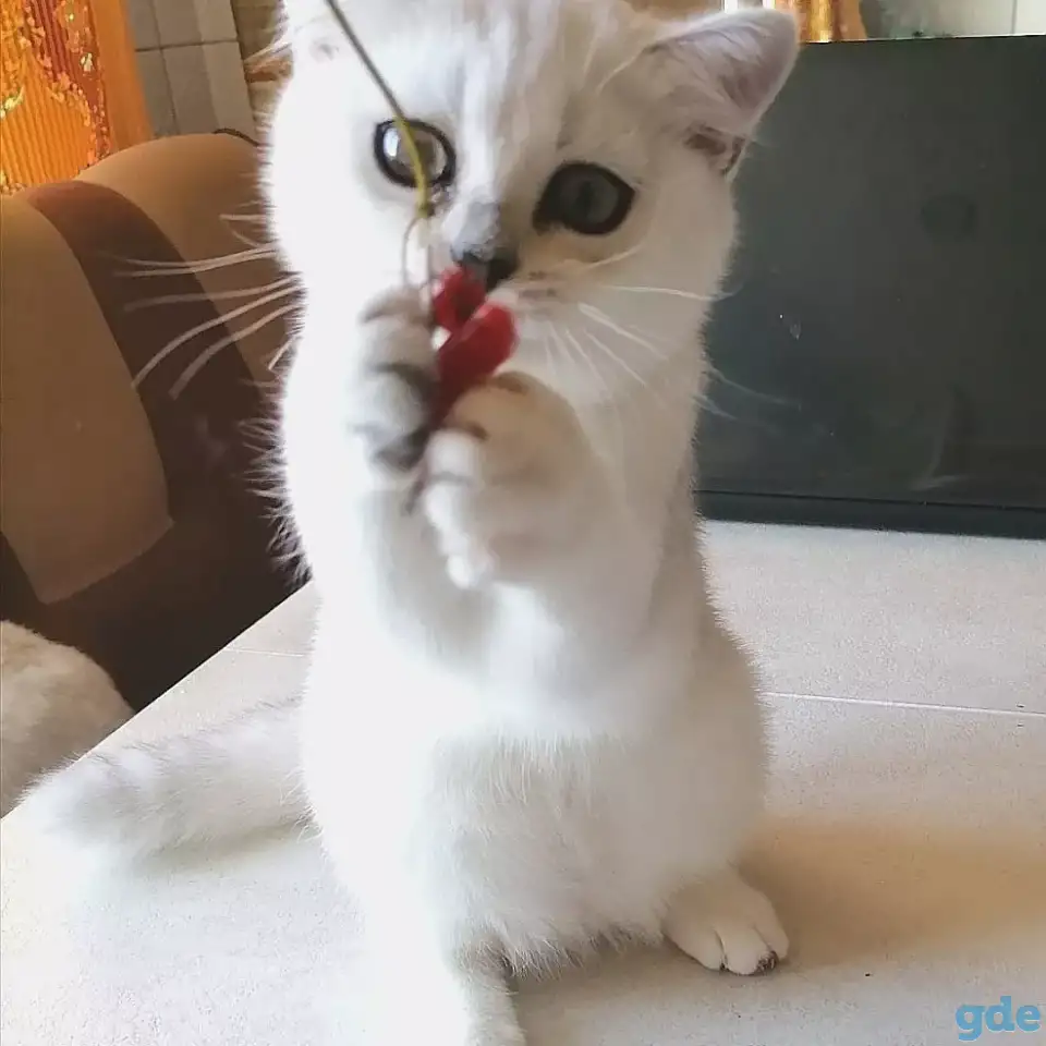 Британские котята, фотография 2