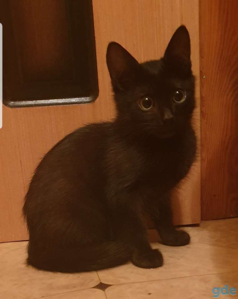 Котёнок мальчик красивые котята кошка питомцы, фотография 2