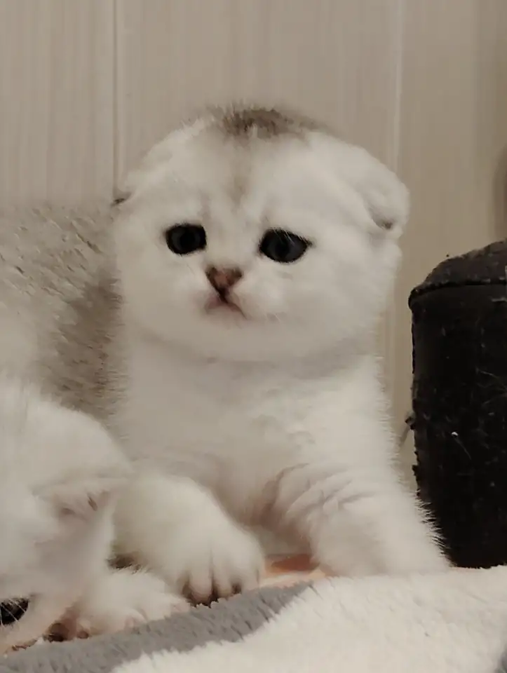 Шотландские котята., фотография 3