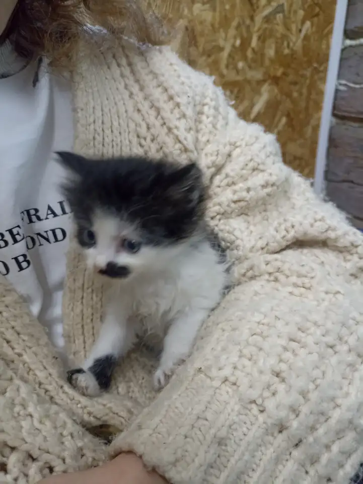 Котята в добрые руки, фотография 4