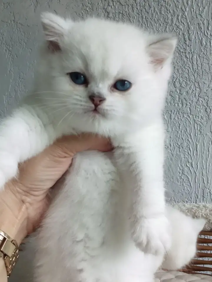 Котята Серебристая шиншилла, фотография 1