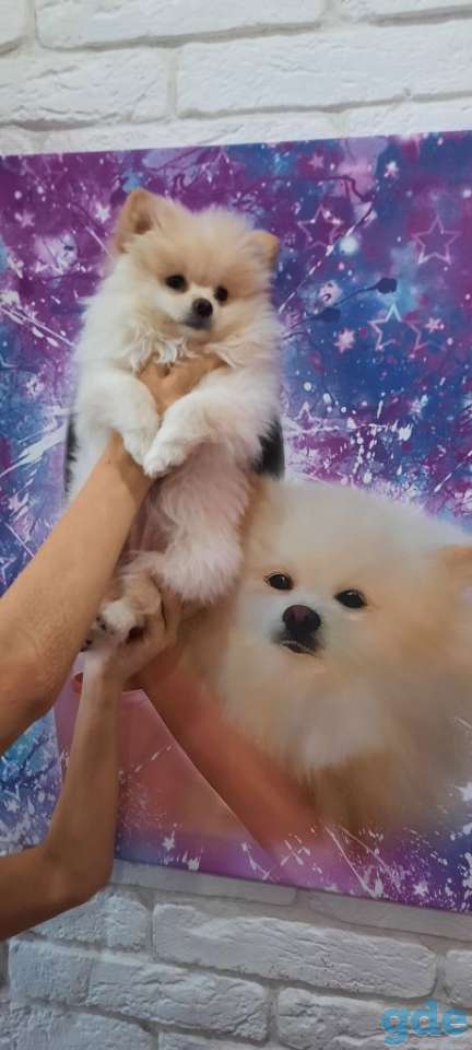 Шпиц, фотография 5