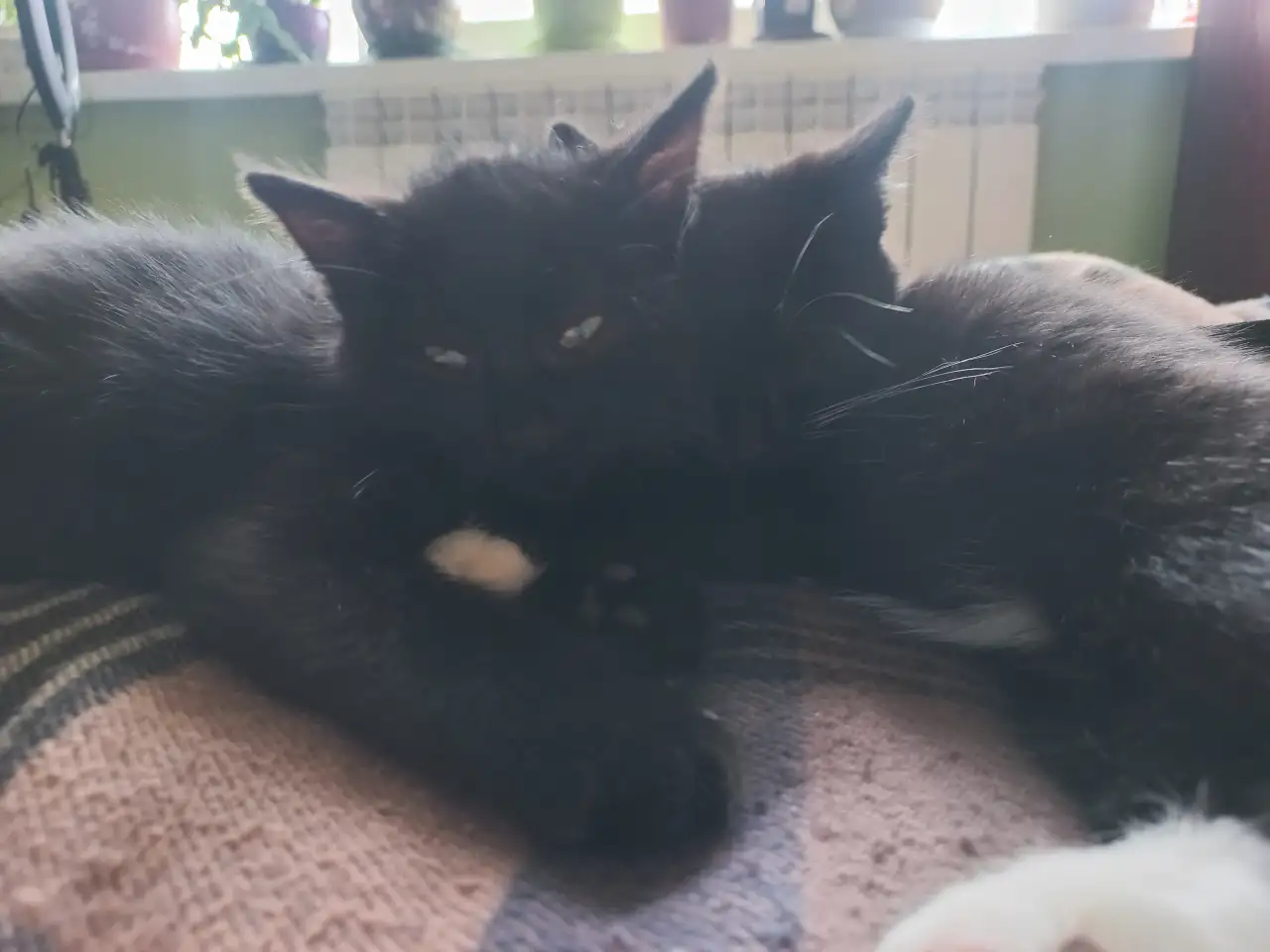 Котята, мальчики, фотография 9