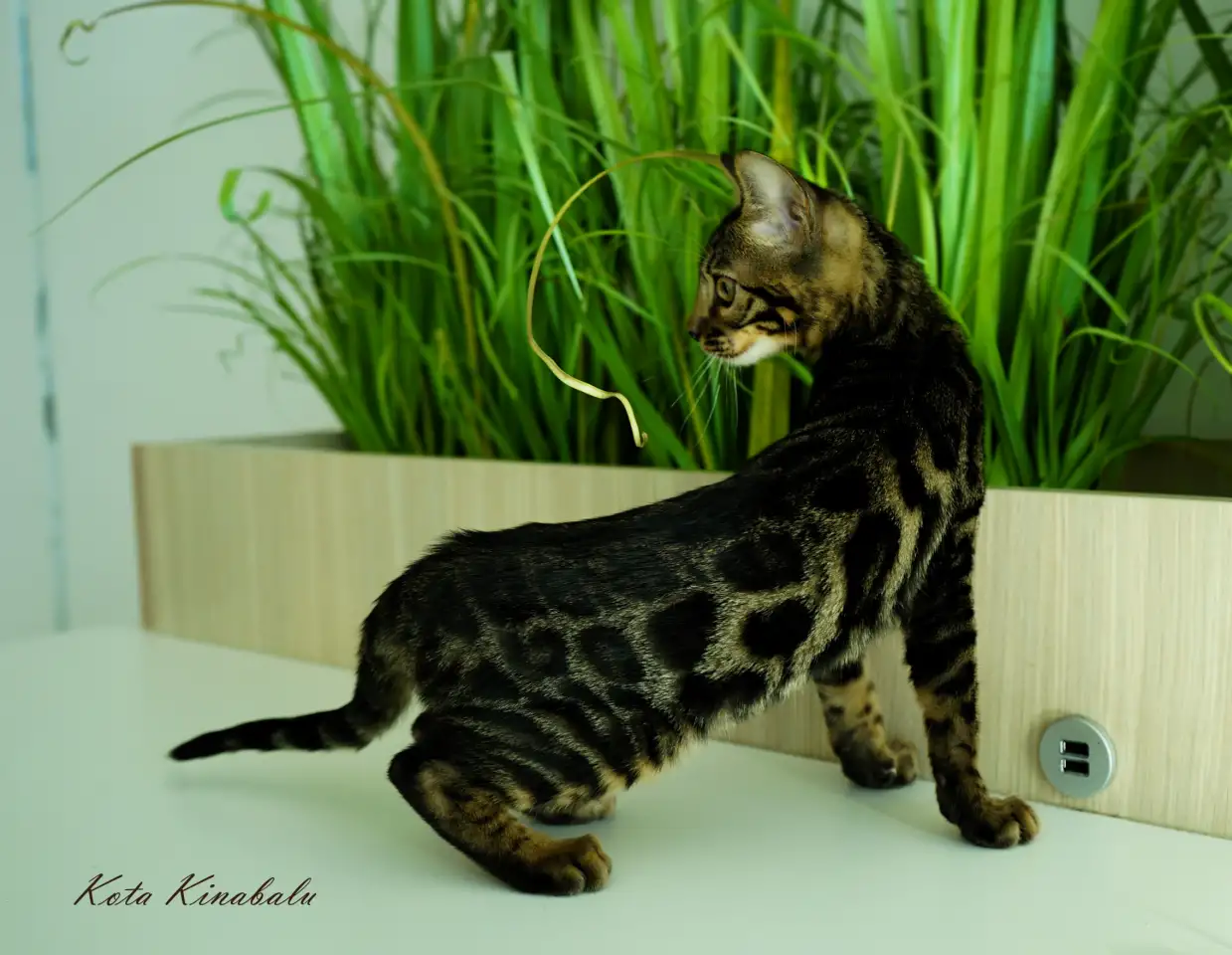Бенгальские клубные котята, фотография 5