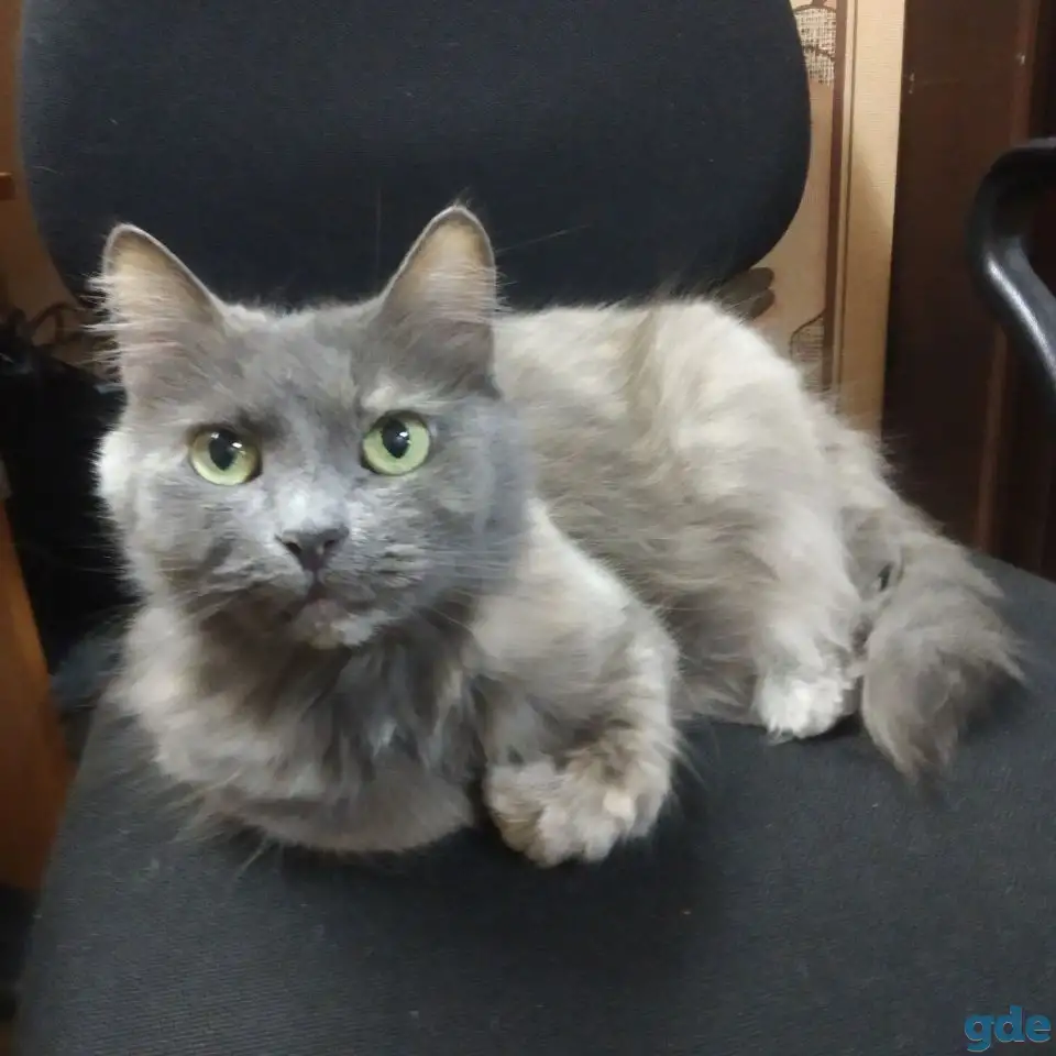 Потерялась кошка на Рябцева, фотография 1