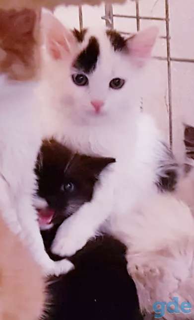 Котята бесплатно., фотография 2