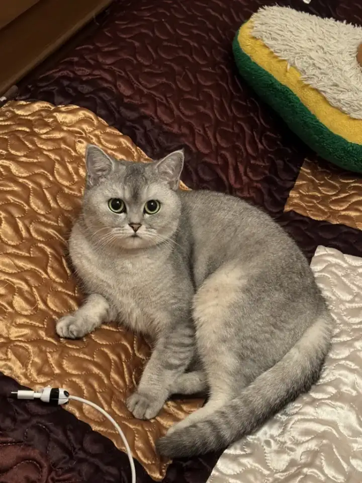 Шотландские котятатабби, фотография 7