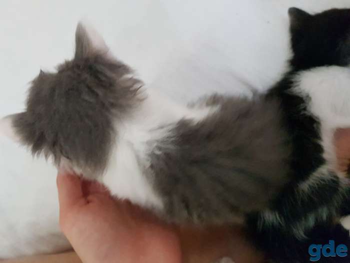 Котята в хорошие руки, фотография 10