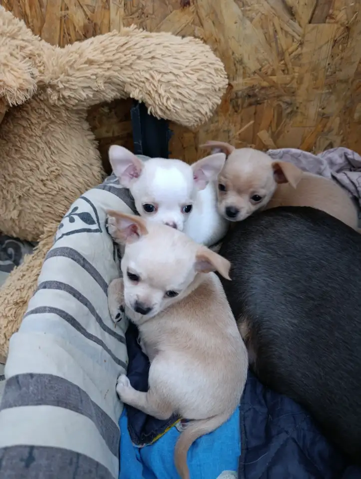 Щенки, фотография 1