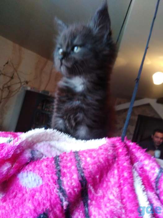 Продаются котята мейкун, фотография 3