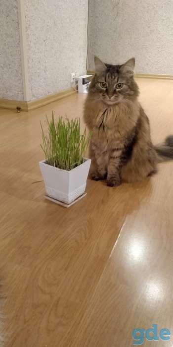 Пропал кот, фотография 2