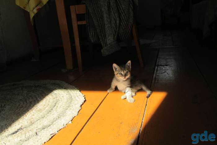 котята подарю, фотография 6
